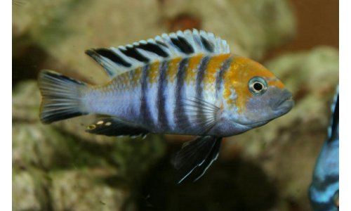 Cynotilapia afra Cobue